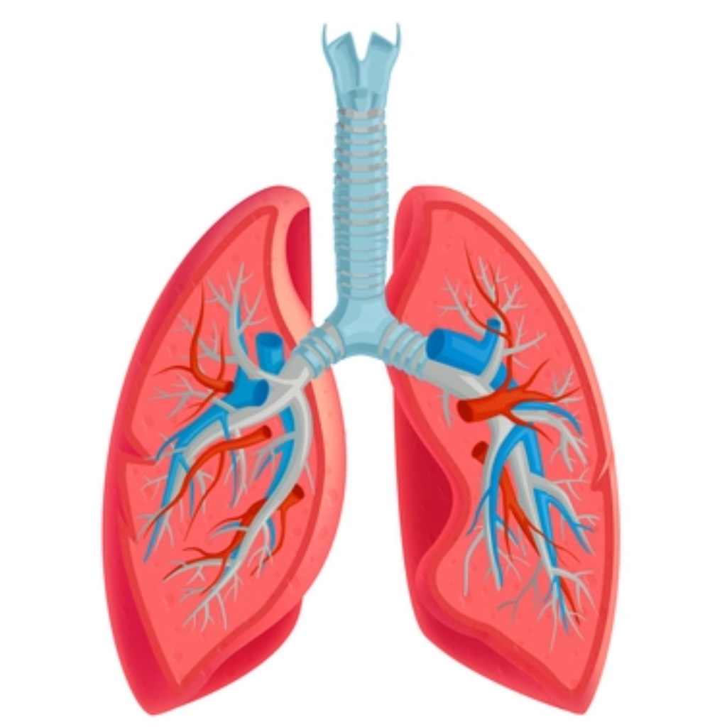 Lungs